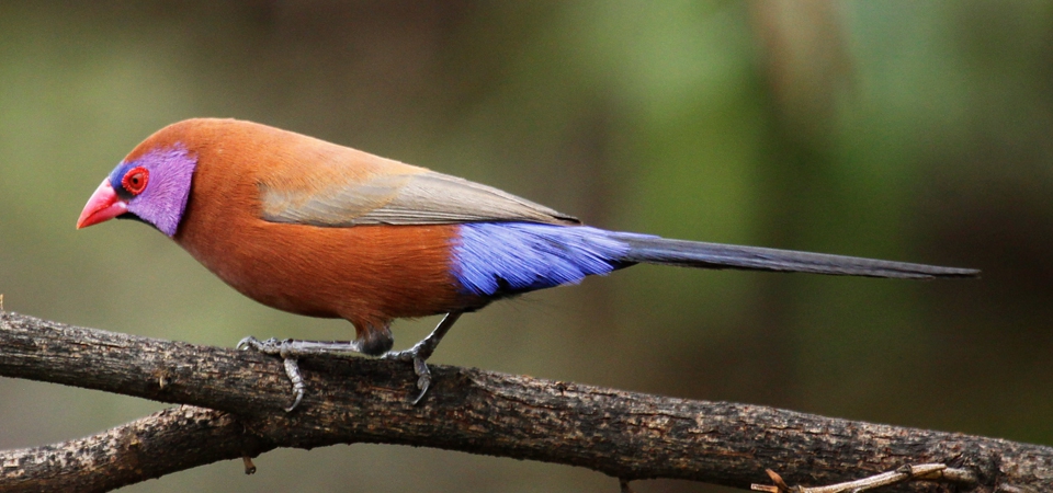 Breeding the Violet-Eared Waxbill (uraeginthus Granatinus) on the South African Highveld