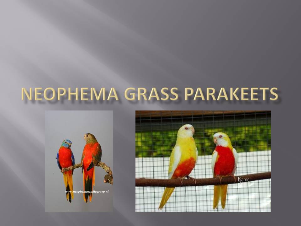 20170828 Neophema Grass Parrakeets 