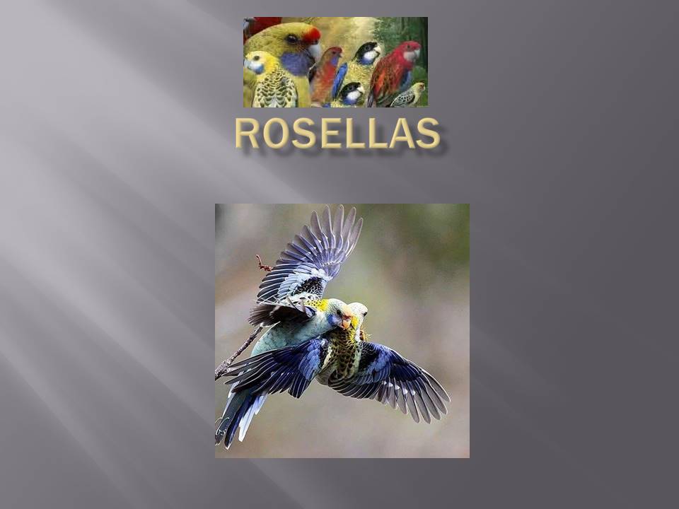20170926 Rosellas 