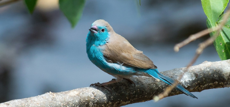 028 Blue-breasted Waxbill 