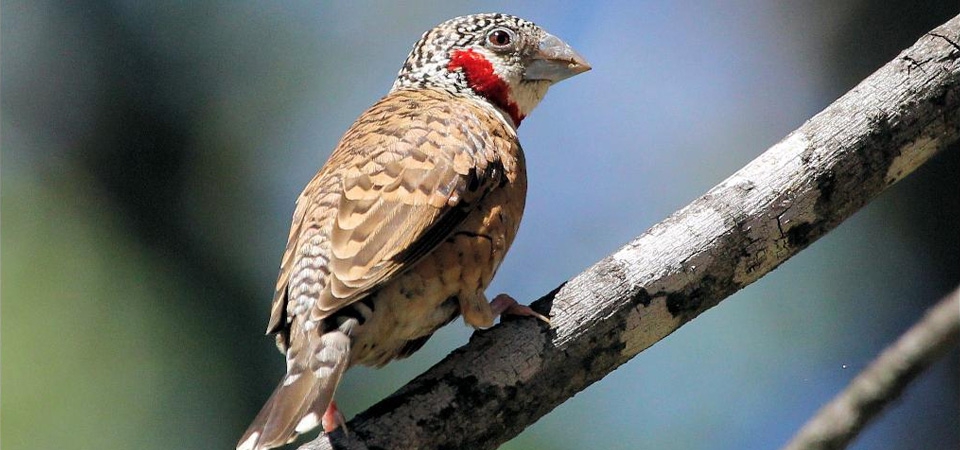 013 Cut-throat Finch 