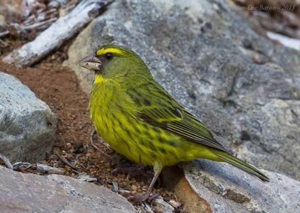 047 Forest Canary 