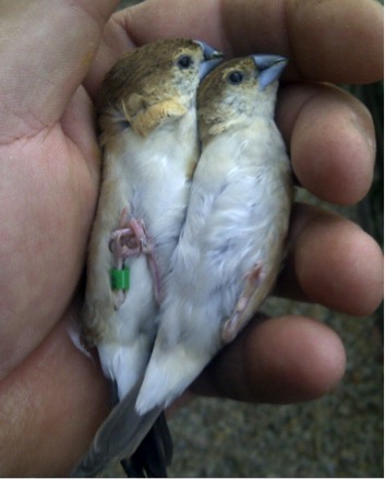 010 Indian Silverbill 