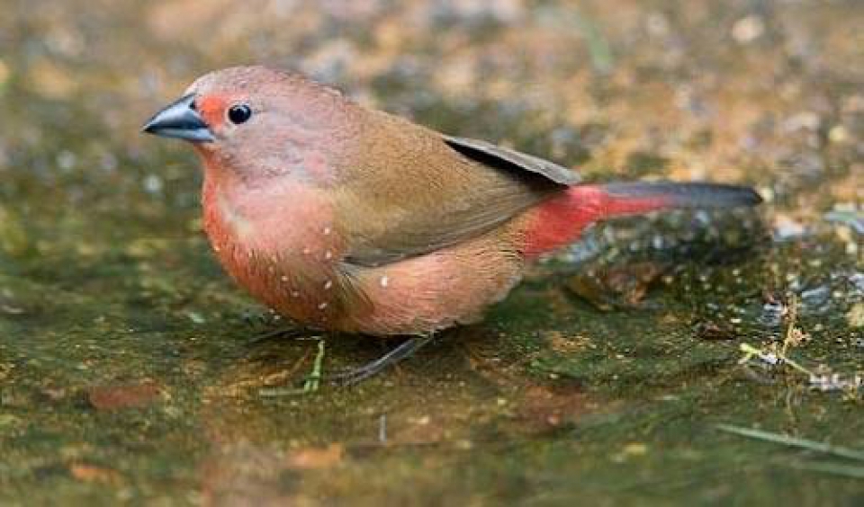 051 Jameson's Firefinch 