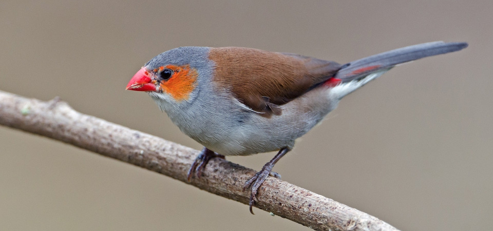 024 Orange-cheeked Waxbill 
