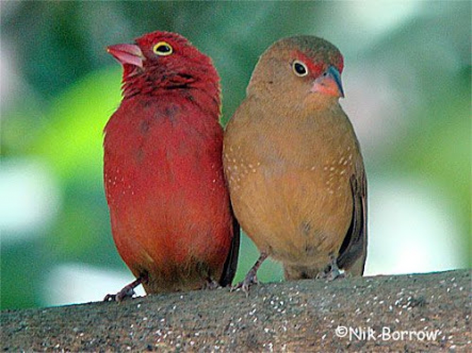 050 Red-billed Firefinch 