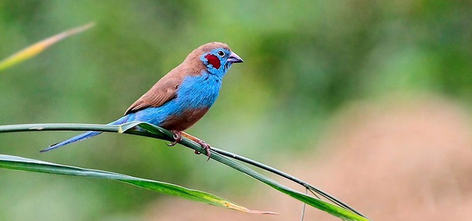 030 Red-cheeked Corden-bleu 