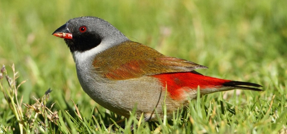 Swee Waxbill