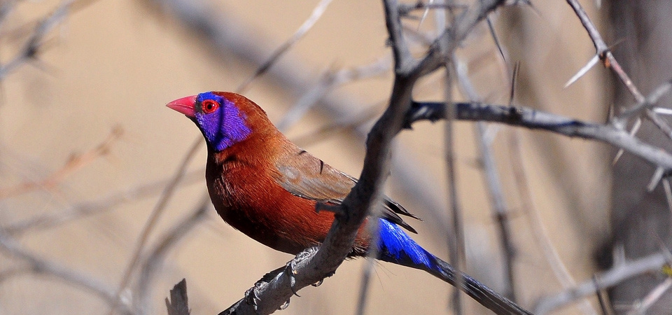 032 Violet-eared Waxbill 