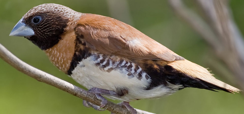 Rand Aviculture Society